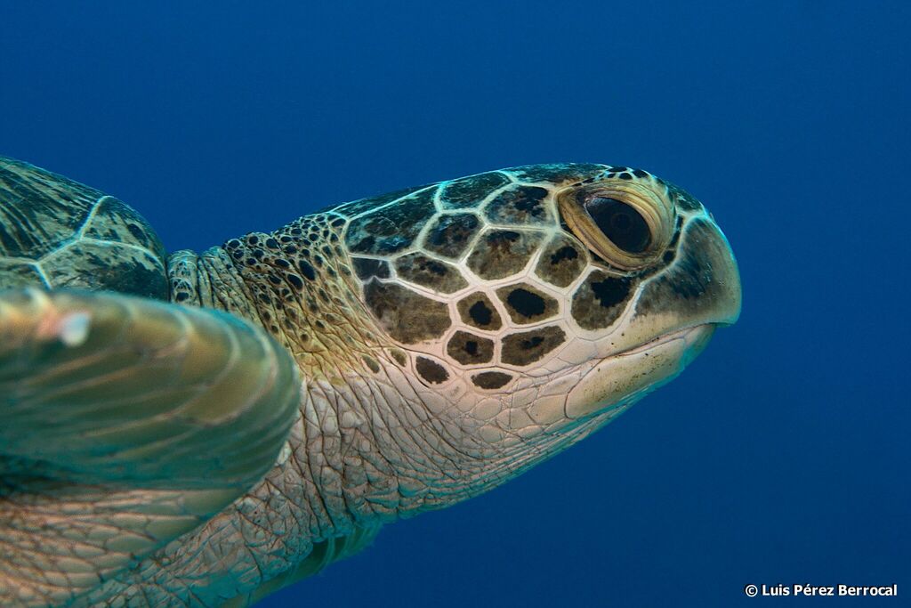Green Sea Turtle