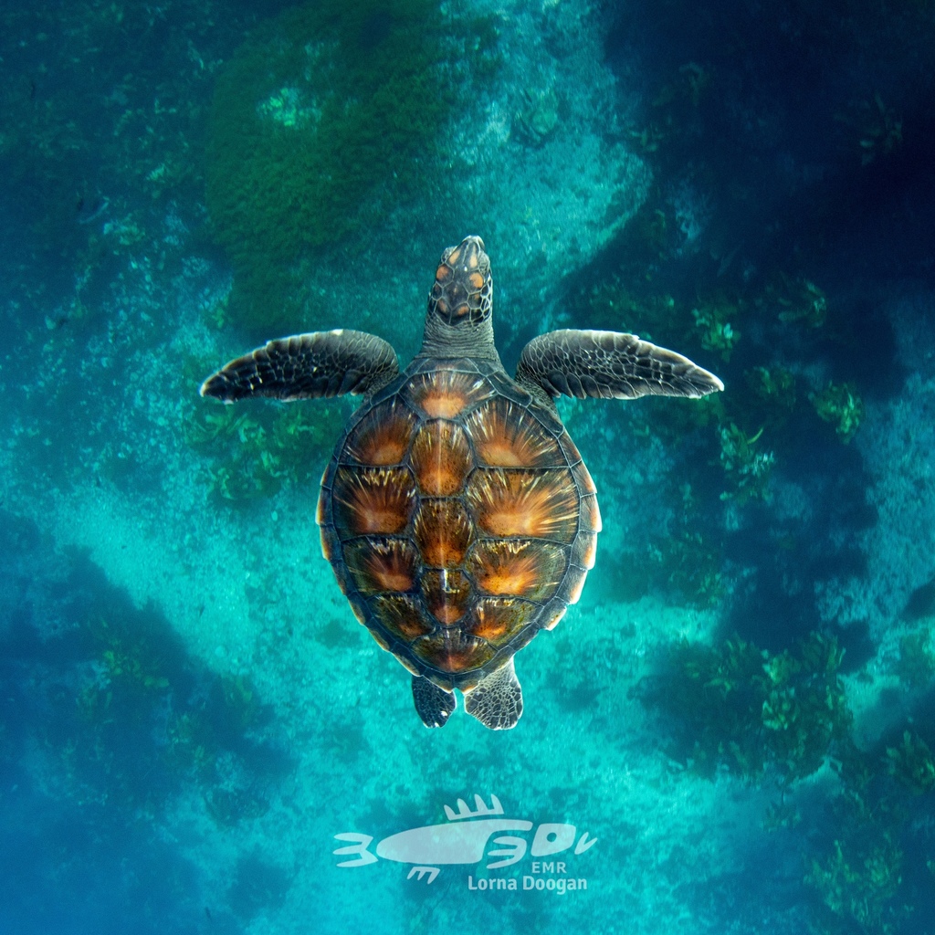 Green Sea Turtle