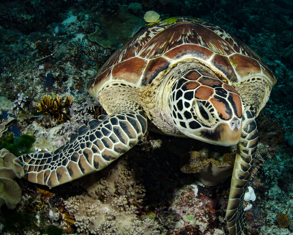 Green Sea Turtle