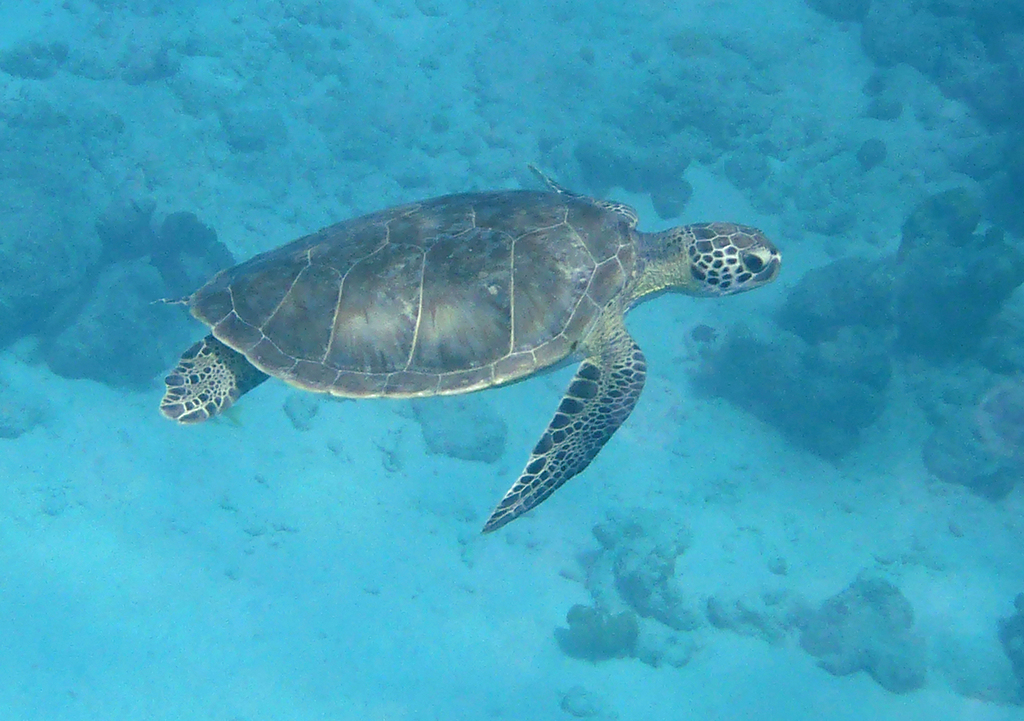 Green Sea Turtle