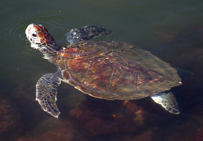 Green Sea Turtle