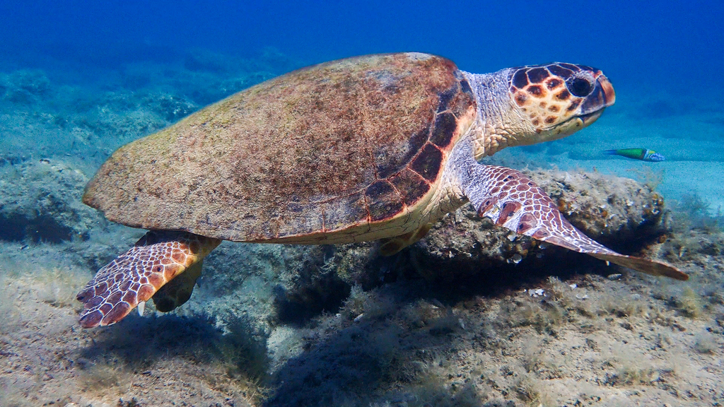 Loggerhead Sea Turtle