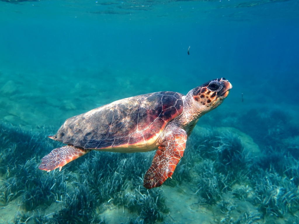 Loggerhead Sea Turtle