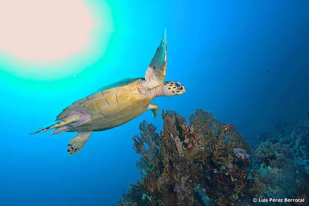 Hawksbill Sea Turtle