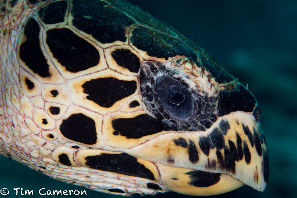 Hawksbill Sea Turtle
