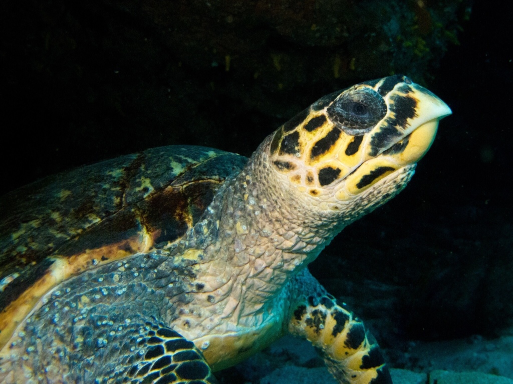 Hawksbill Sea Turtle