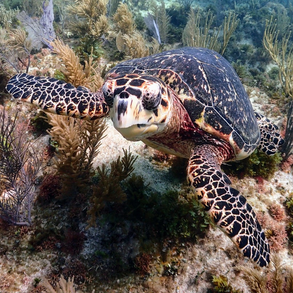Hawksbill Sea Turtle