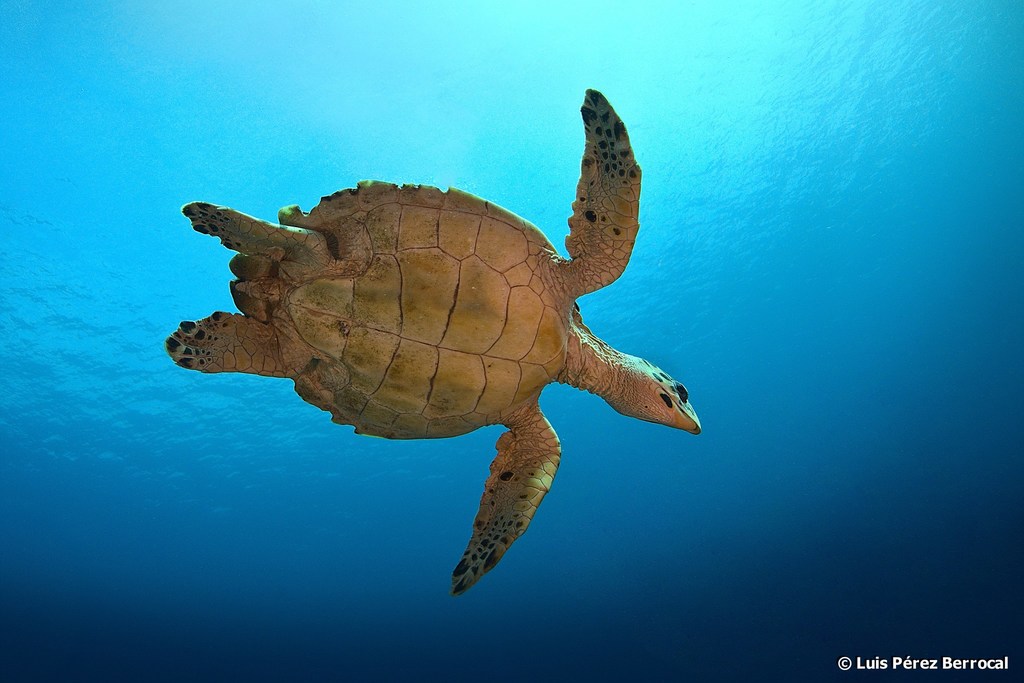 Hawksbill Sea Turtle