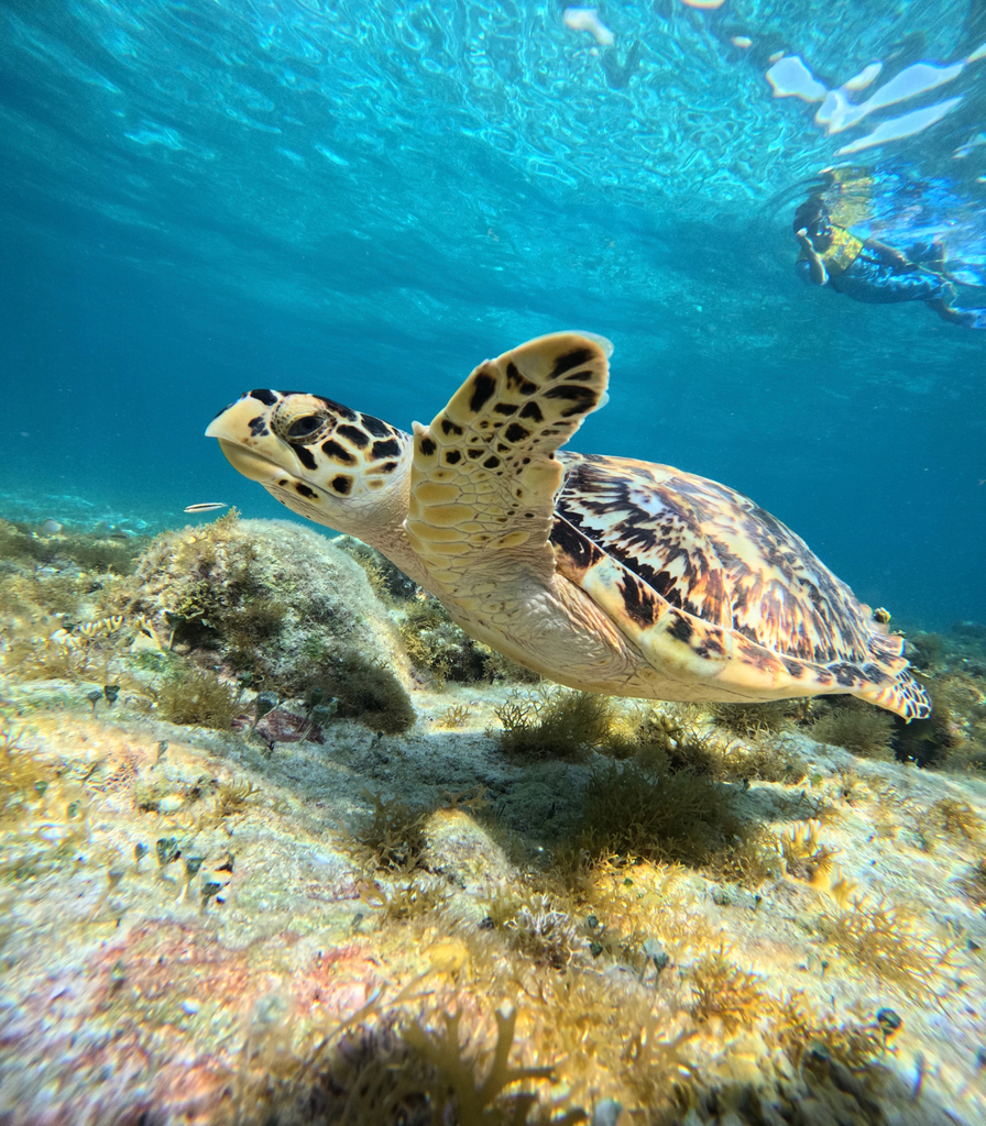 Hawksbill Sea Turtle