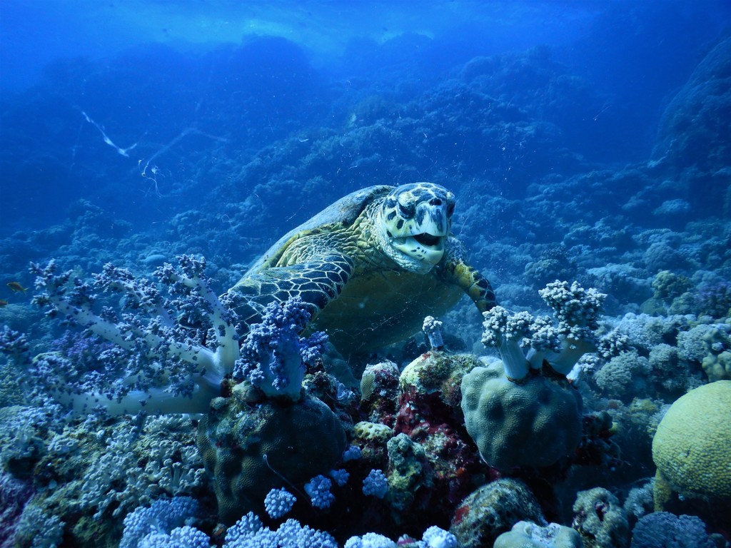 Hawksbill Sea Turtle