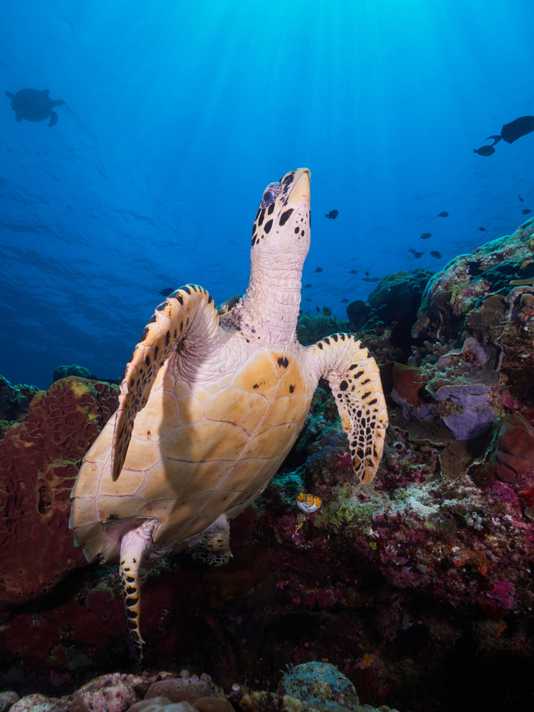 Hawksbill Sea Turtle