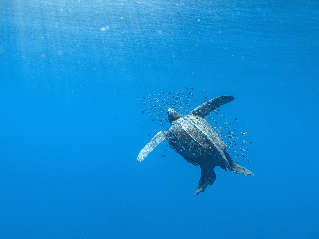 Leatherback Sea Turtle