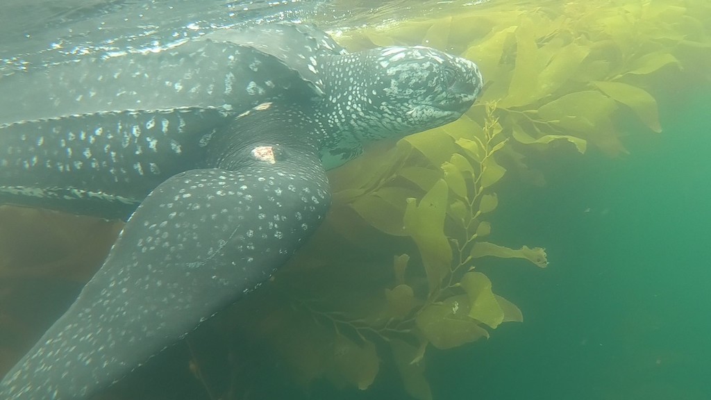 Leatherback Sea Turtle