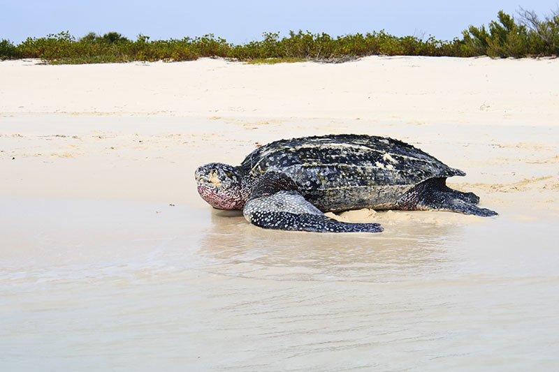 Leatherback Sea Turtle