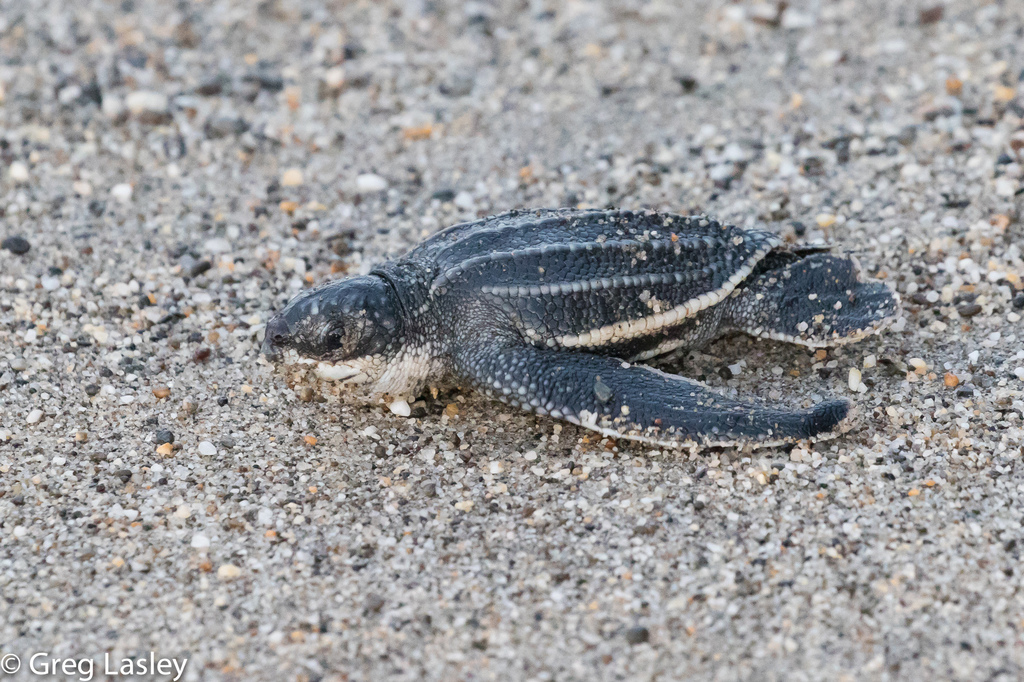 Leatherback Sea Turtle