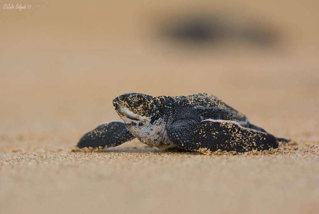 Leatherback Sea Turtle