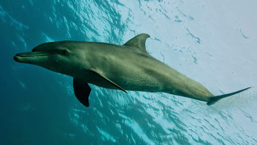 Indo-pacific Bottlenose Dolphin