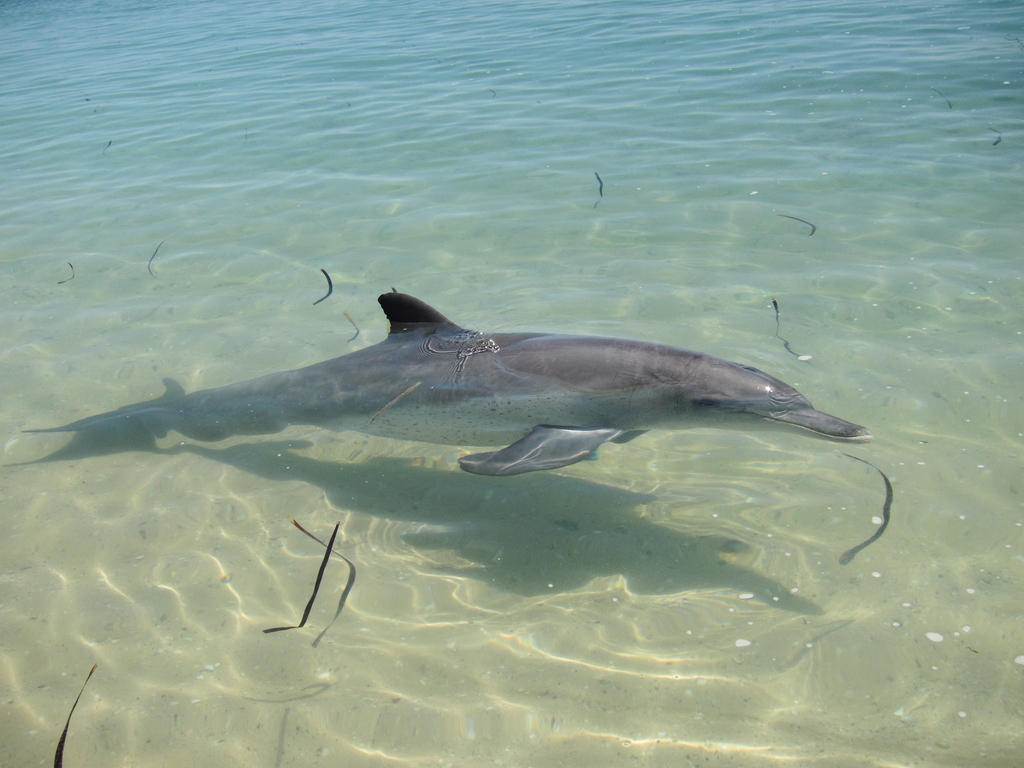 Indo-pacific Bottlenose Dolphin