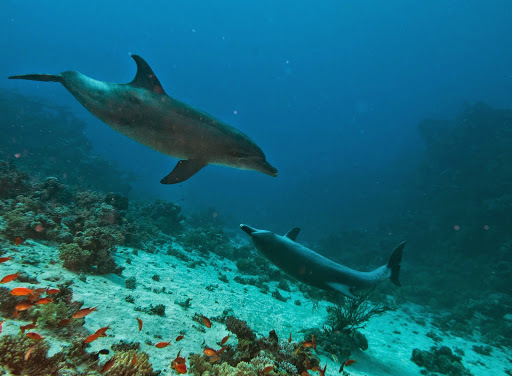 Indo-pacific Bottlenose Dolphin