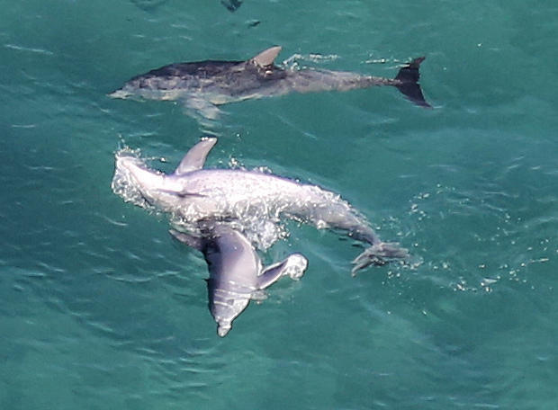 Indo-pacific Bottlenose Dolphin