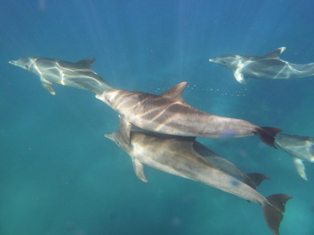 Indo-pacific Bottlenose Dolphin