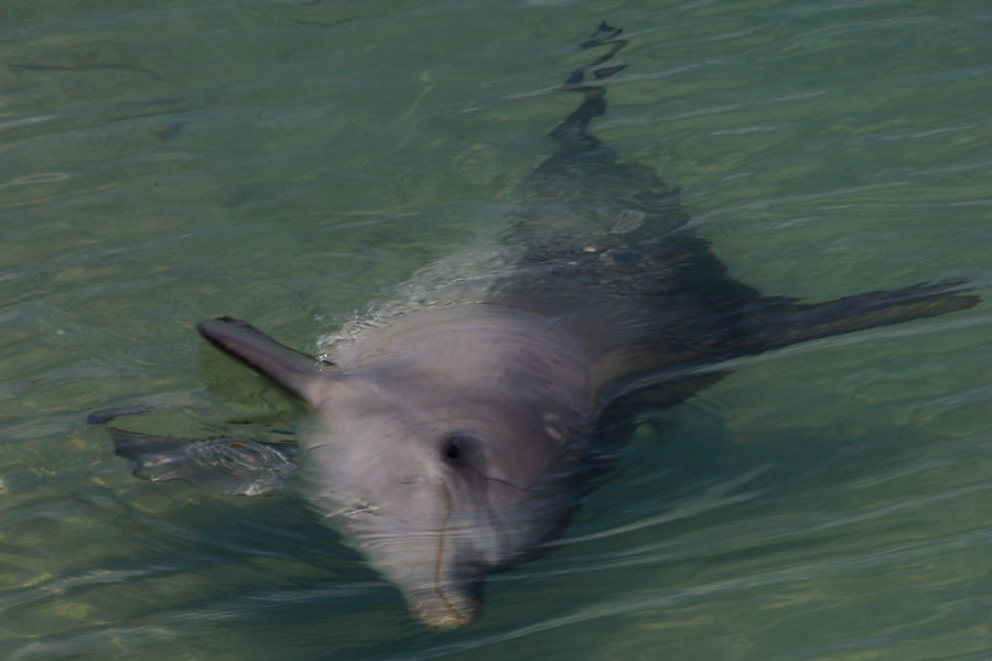 Indo-pacific Bottlenose Dolphin
