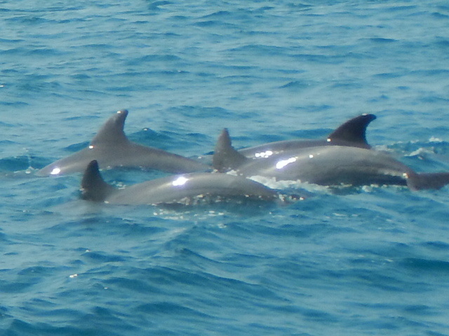 Indo-pacific Bottlenose Dolphin