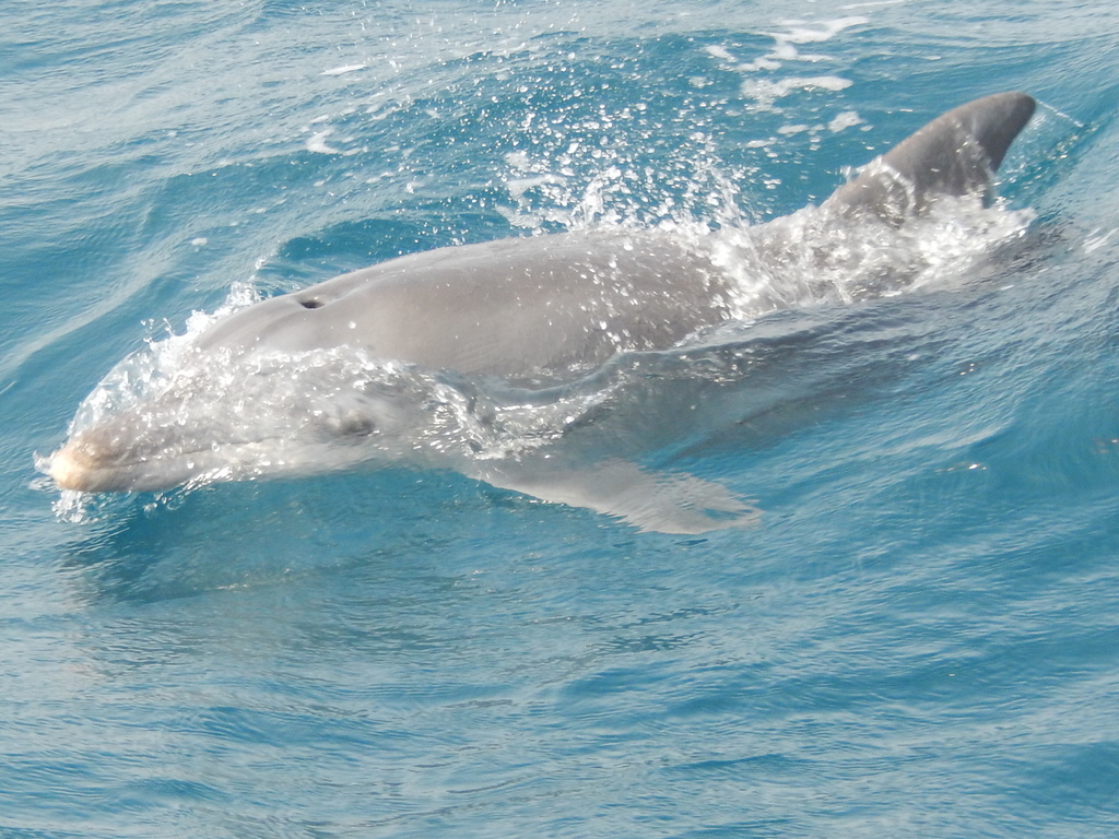 Indo-pacific Bottlenose Dolphin