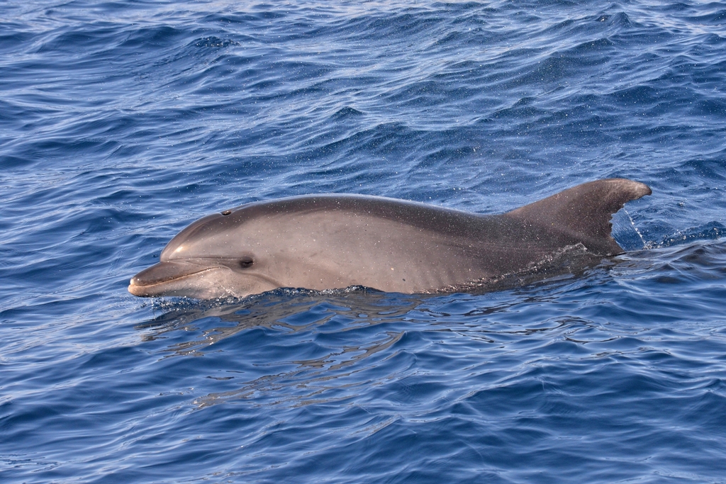 Common Bottlenose Dolphin