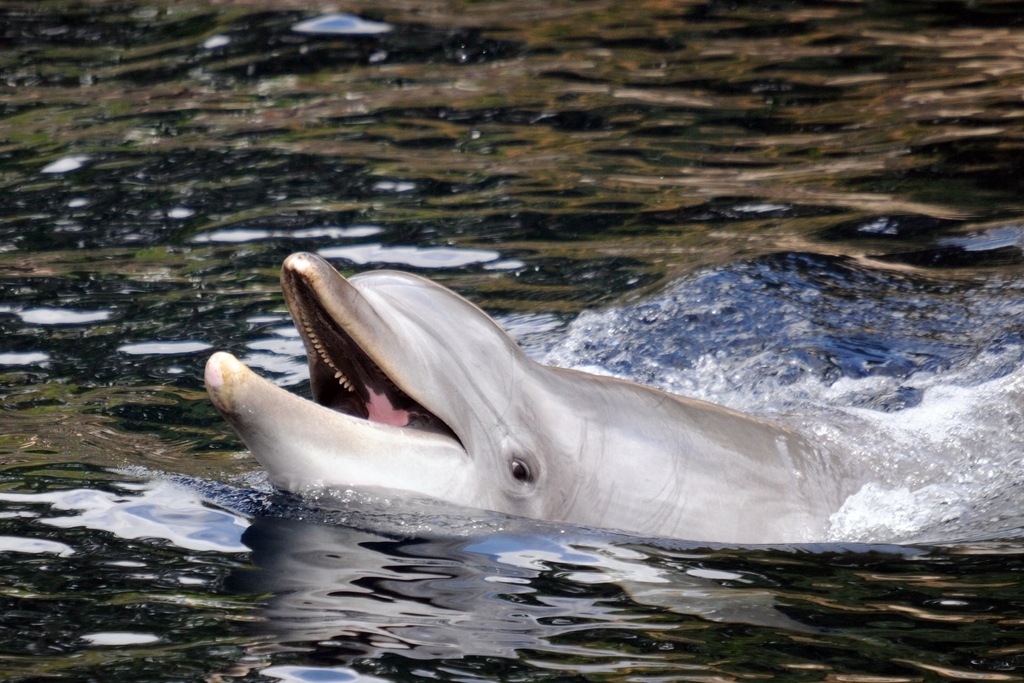 Common Bottlenose Dolphin