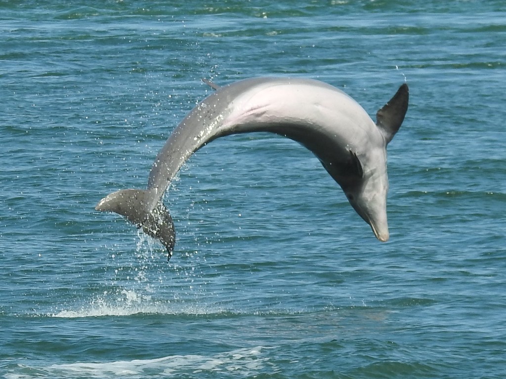 Common Bottlenose Dolphin