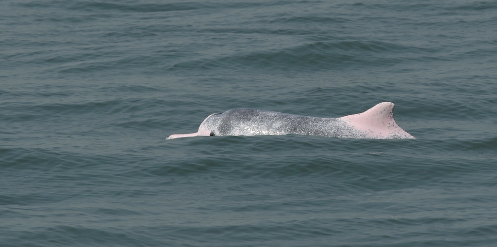 Indo-pacific Humpback Dolphin