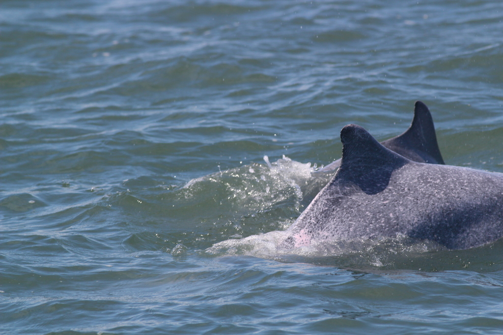 Indo-pacific Humpback Dolphin