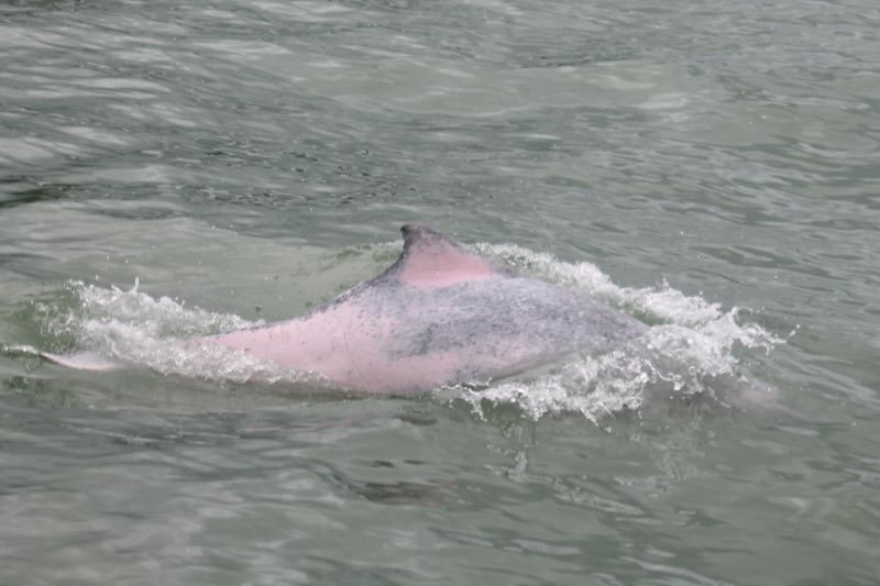 Indo-pacific Humpback Dolphin