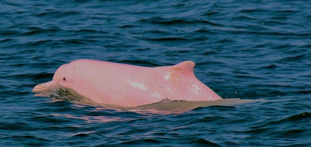 Indo-pacific Humpback Dolphin
