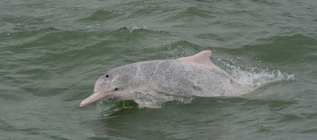 Indo-pacific Humpback Dolphin
