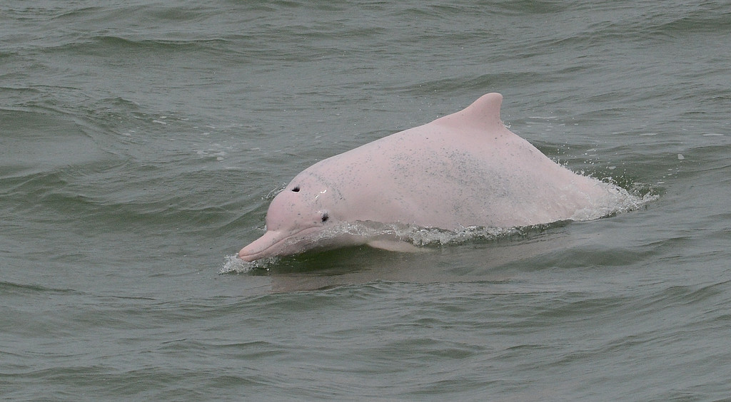 Indo-pacific Humpback Dolphin