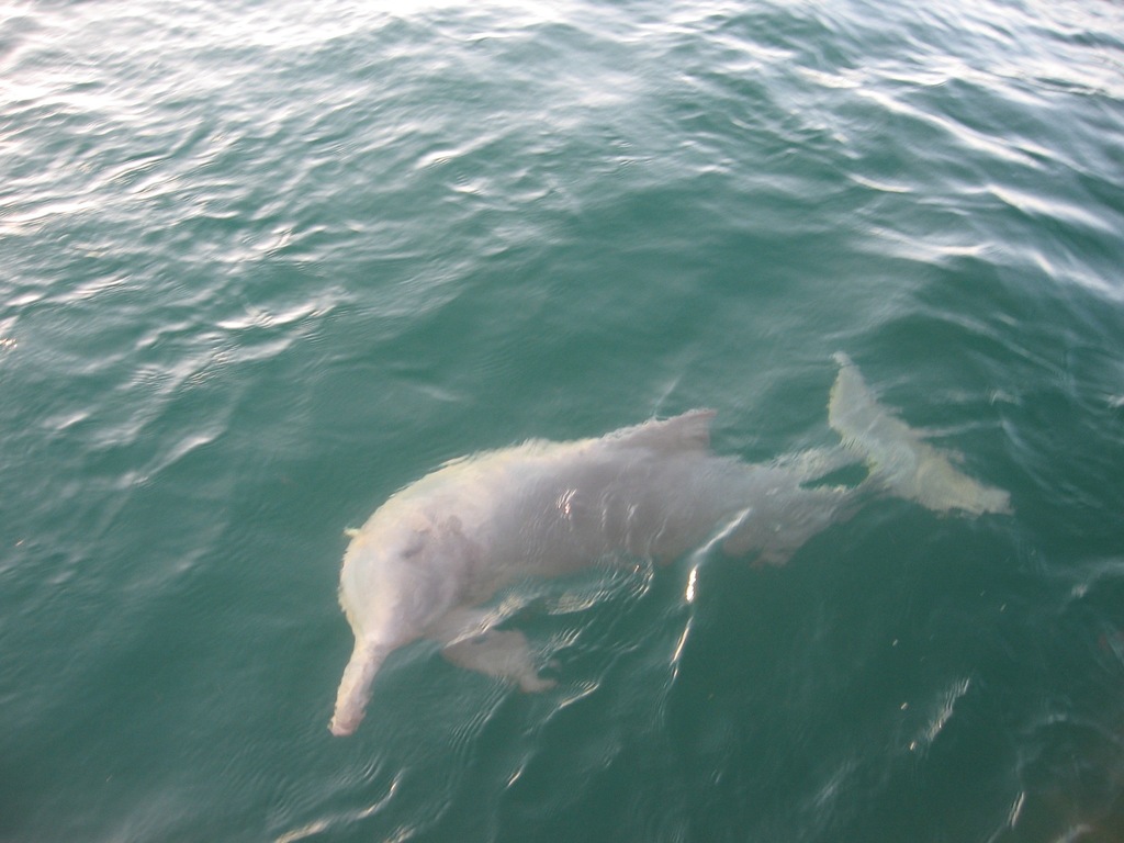 Indo-pacific Humpback Dolphin