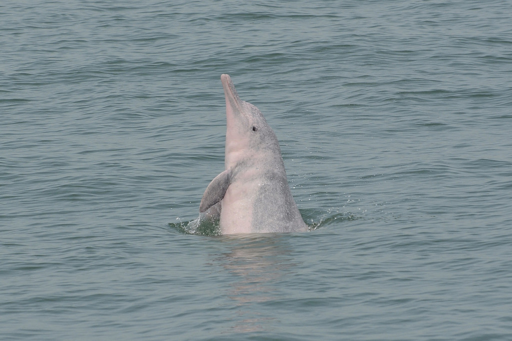 Indo-pacific Humpback Dolphin