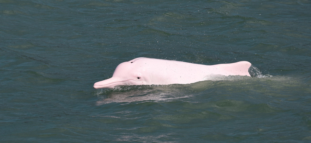 Indo-pacific Humpback Dolphin