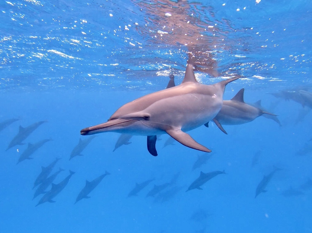 Spinner Dolphin