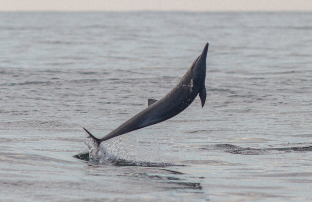 Spinner Dolphin