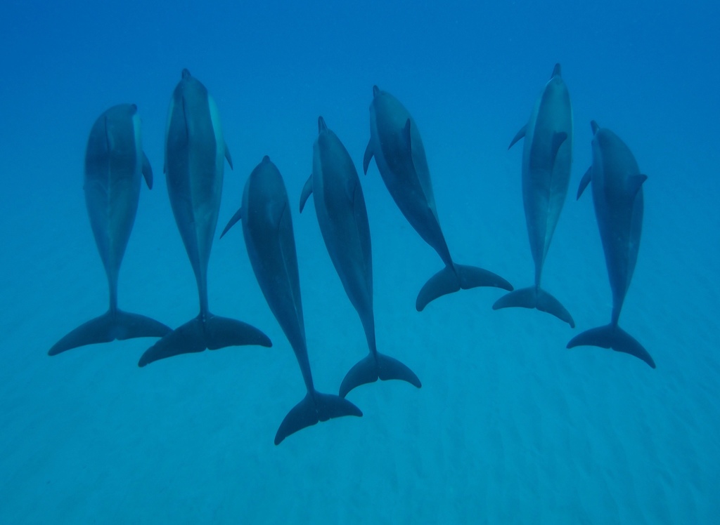 Spinner Dolphin