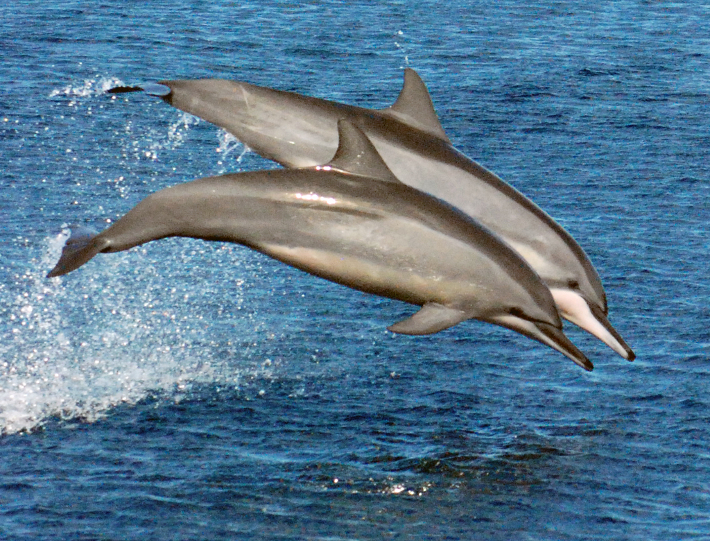 Spinner Dolphin
