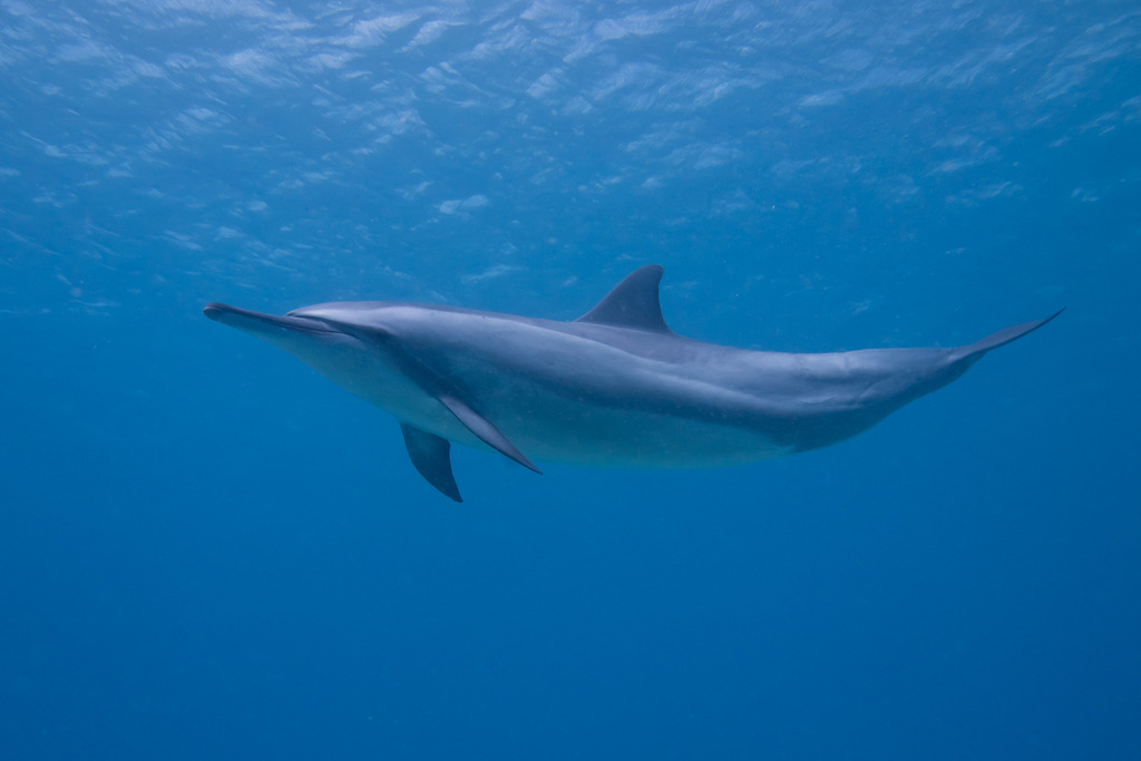 Spinner Dolphin