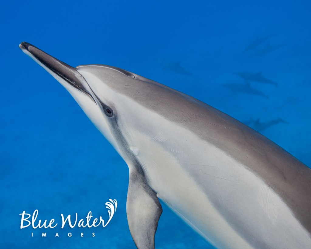 Spinner Dolphin