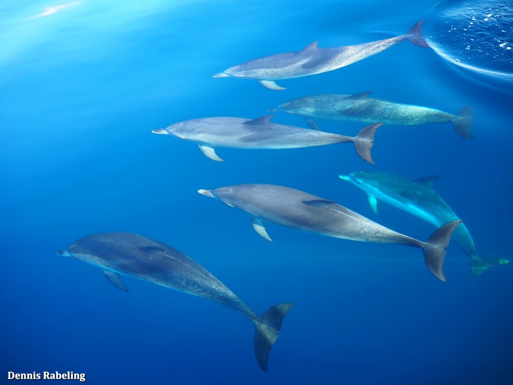 Atlantic Spotted Dolphin