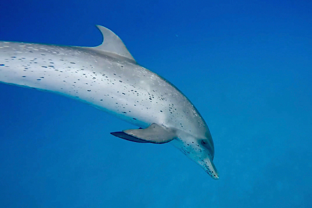 Atlantic Spotted Dolphin