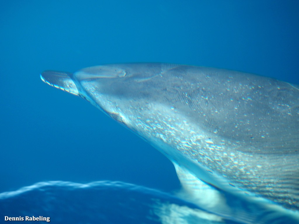Atlantic Spotted Dolphin