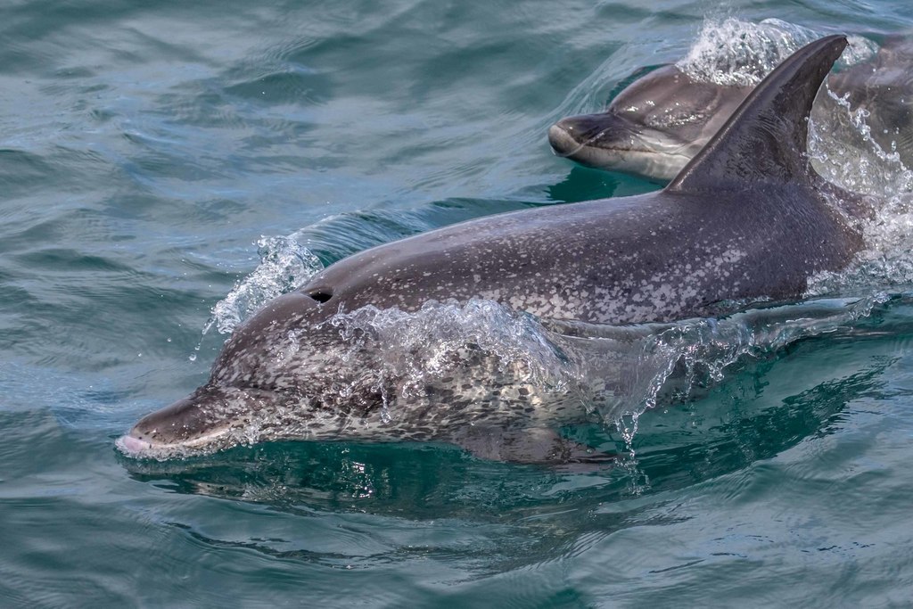 Atlantic Spotted Dolphin